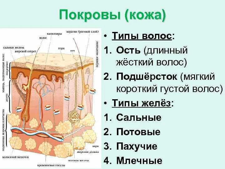 Какой кожный покров у млекопитающих. Покровы человека строение. Строение кожного Покрова. Строение кожного Покрова и волоса. Строение кожи собаки.