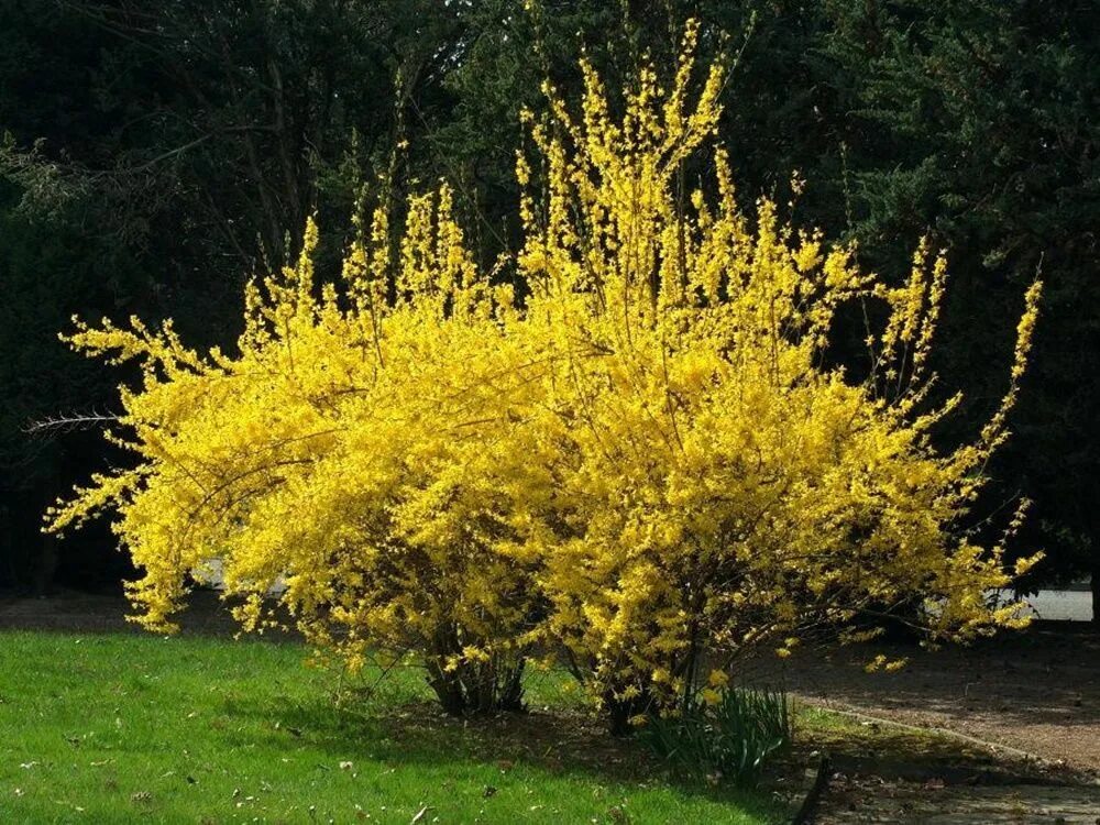 форзиция forsythia intermedia golden times. форзиция промежуточная вик энд. форзиция промежуточная европейская. форзиция латынь. форзиция линвуд голд.