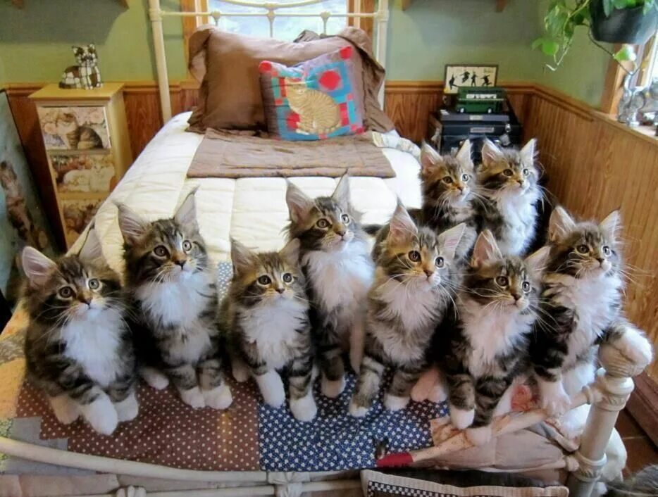 Приснилось много кошек. Много котят. Смешные коты много котов. Много котов на кровати. Смешные котята много.