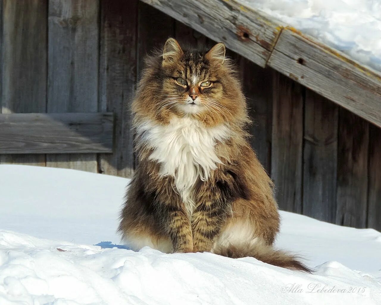 Сколько живут пушистые. Сибирская пуховая кошка. Кошка Сибирская Кошляндия. Кошляндия Аллы Лебедевой. Сибирские коты Аллы Лебедевой.