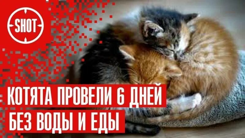 Сколько коты могут прожить без еды и воды. Сколько котенок может прожить без еды. Сколько кот может без еды. Сколько кот может прожить без воды. Сколько коты могут без еды и воды