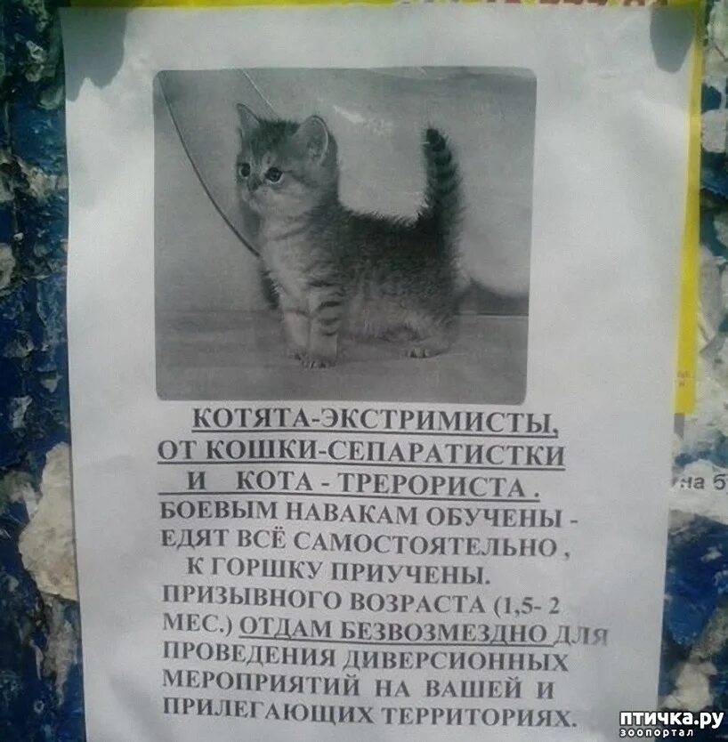 Напишите два объявления. Объявления про котят. красивые объявления о котятах. объявление о котятах оригинальное. смешные объявления про котят.