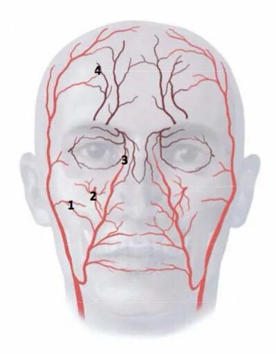 Сосуды на лбу. Поверхностные сосуды лица.