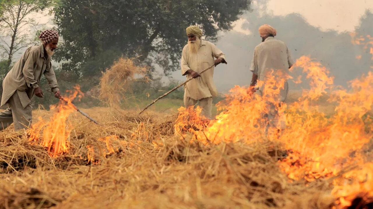 In northern india they harvest their wheat. Сожжение в соломе. Сжигание соломы на полях. Сжигают солому в Китае..