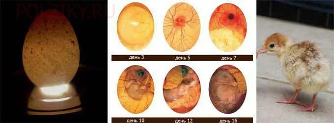 Фото развития цыпленка. Инкубация перепелиных яиц овоскопирование. Инкубация утиных яиц овоскопирование. Яйцо индейки инкубационное овоскопирование. Овоскопирование гусиных яиц 10 день.