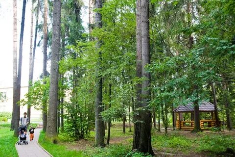 Поляна 31