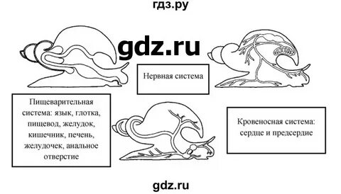 Биология 7 класс параграф 20