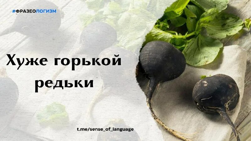 свербига. трава свербига восточная. горькая редька. горькая редька. редька черная.