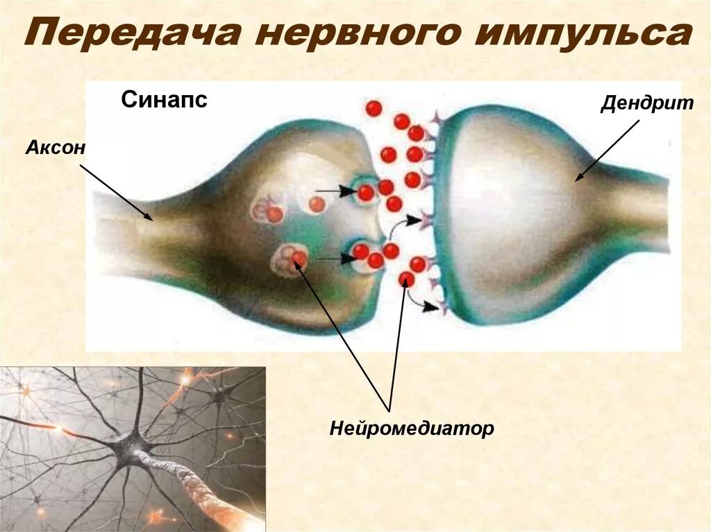 Ткань передающая импульс