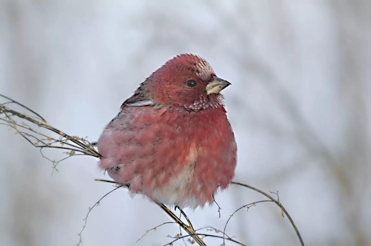 Красная птичка сибирь. Carpodacus roseus. Сибирская чечевица птица. Птица Щур Сибири. Pallas's Rosefinch.