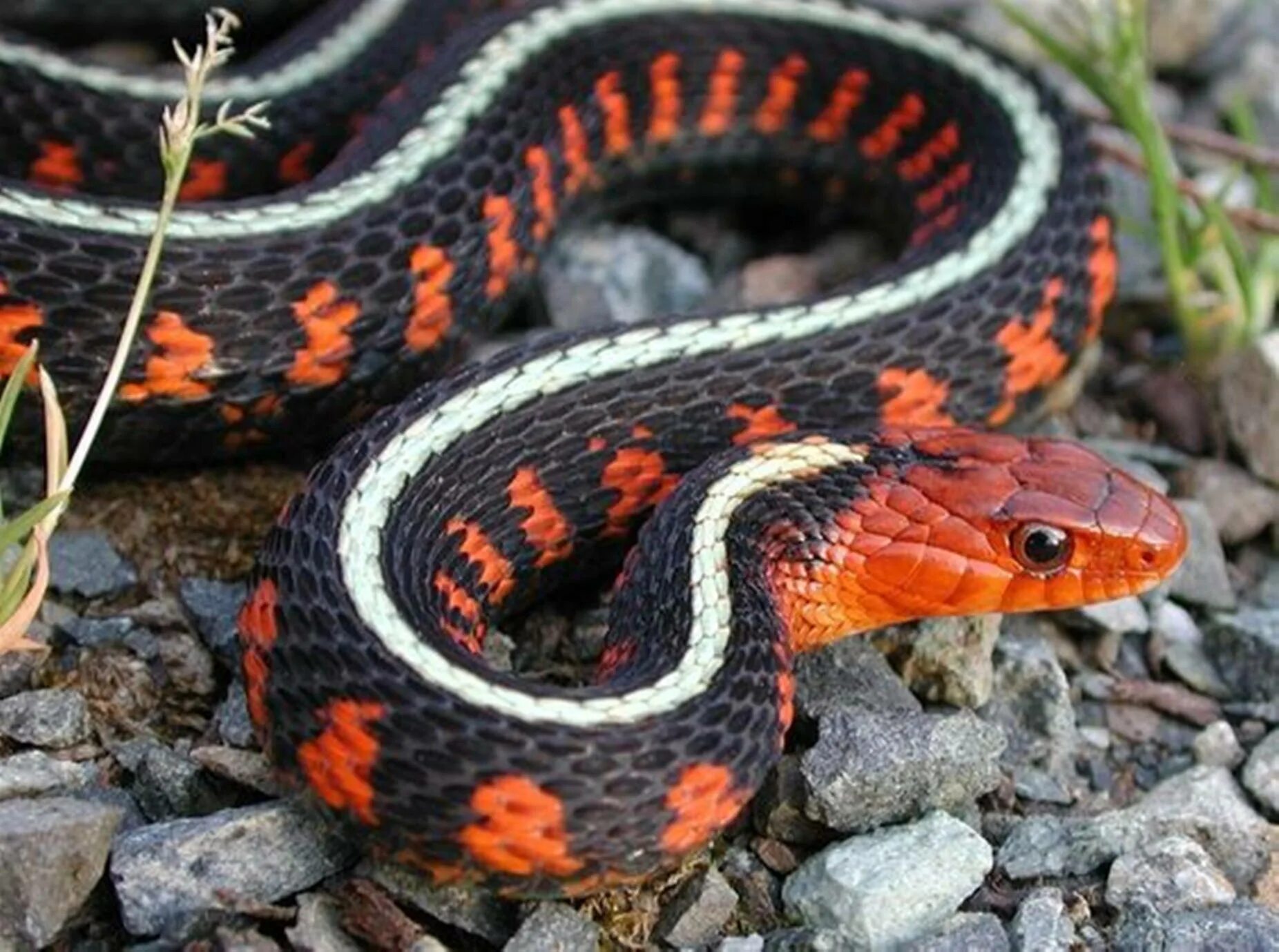 Подвязочная змея (Thamnophis sirtalis). Краснобрюхий полоз. Змея краснобрюхий полоз. Красноголовый Крайт.