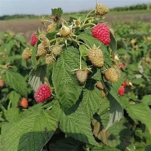 Малина Евразия: описание сорта, посадка и уход