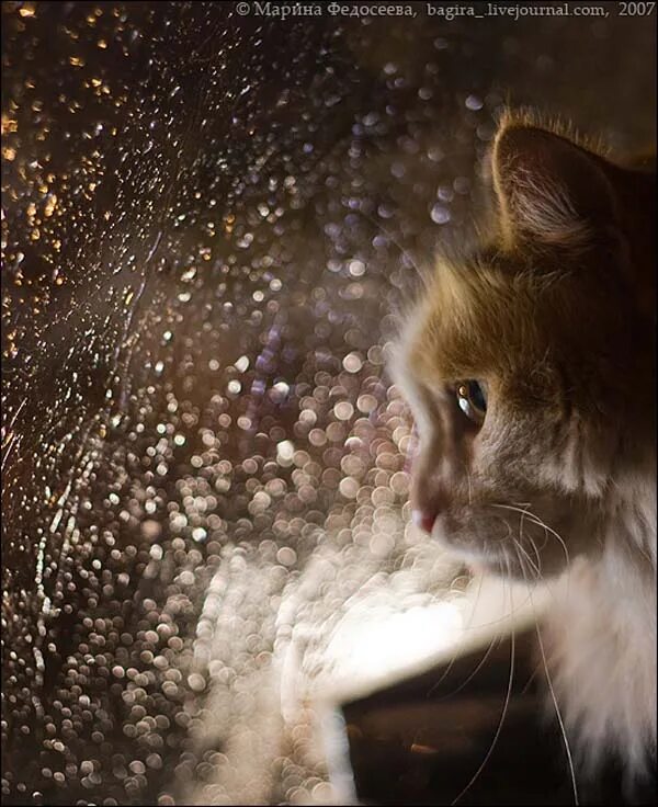 кошка дождь. кот под дождем. кошка дождь. кот и дождь. кот и дождь.