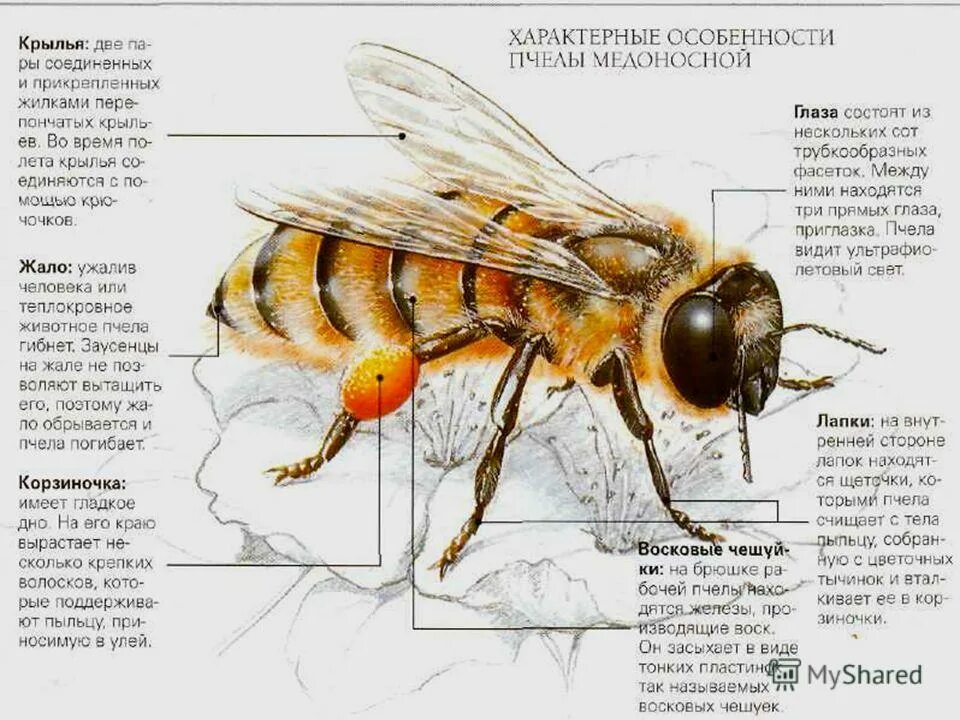 Строение тела пчелы медоносной. Внешнее строение медоносной пчелы. Анатомия пчелы медоносной. Крыло пчелы медоносной описание.