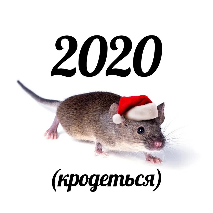 Мышь крадется мем. Мышь кродеца. Кродеться. Мемы мышь крадется. Мышь крадется.