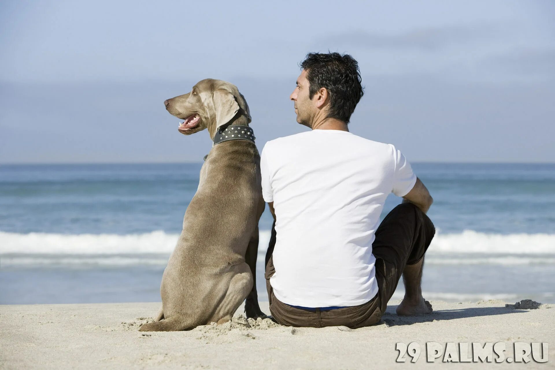 Человек с собакой на море. Человек и собака на берегу моря. Собака сидит на берегу. Парень с собакой на берегу.