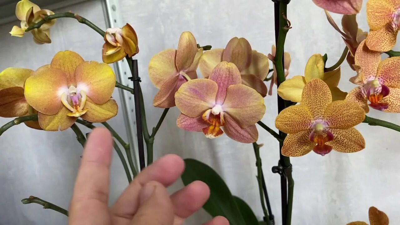 Золотой Лас Вегас в домашнем цветении! Phal. Las Vegas - оранжево-желтая орхидея