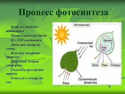 Процесс происходящий в растениях на свету
