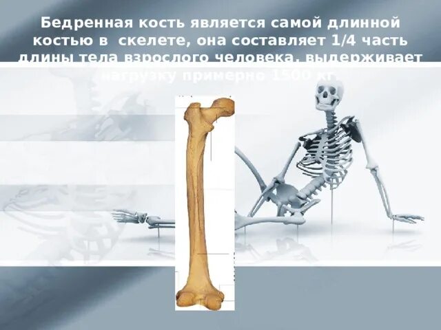 Почему кости легкие. Бедренная кость на скелете. Бедренная кость на скелете человека. Длинные кости скелета человека. Самая длинная кость скелета.
