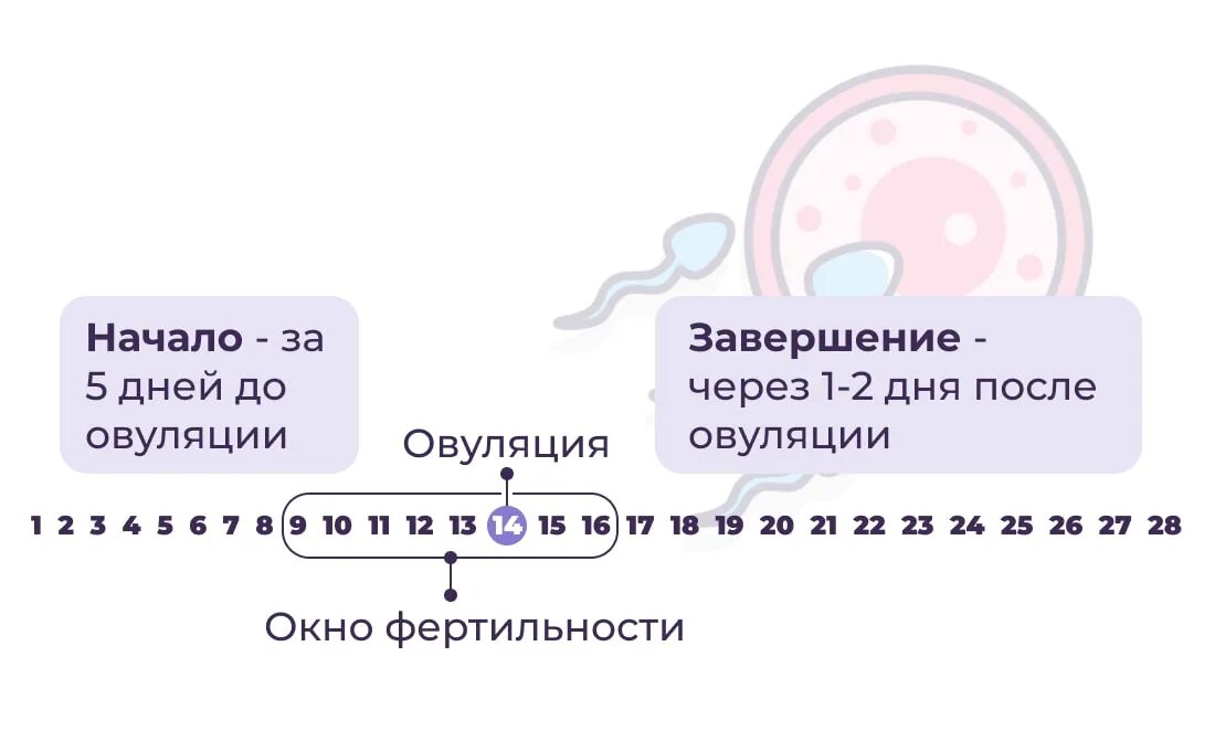 Окно фертильности. Как высчитать окно фертильности. Окно фертильности после овуляции. Окно фертильности что это такое у женщин.