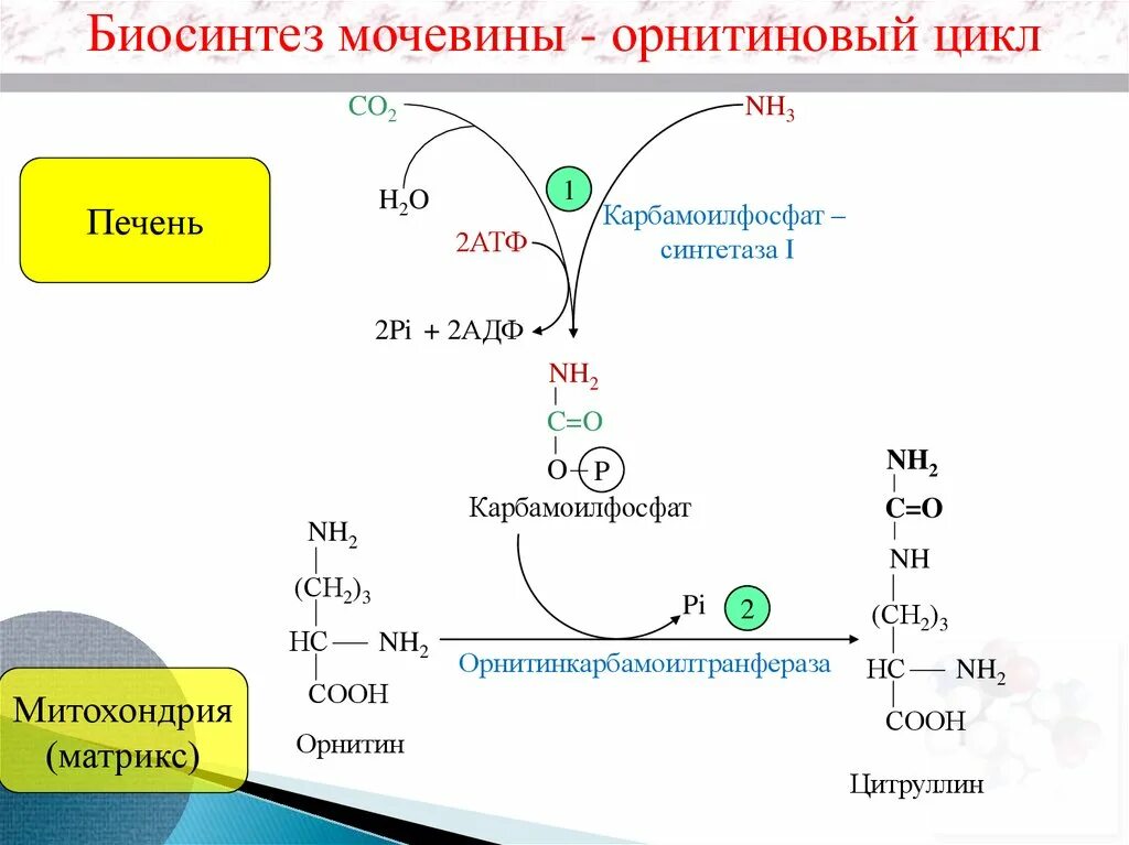 Биосинтез мочевины орнитиновый цикл. Орнитиновый цикл синтеза мочевины. Схема синтеза мочевины орнитиновый цикл. Карбамоилфосфат орнитин. Орнитиновый цикл реакции