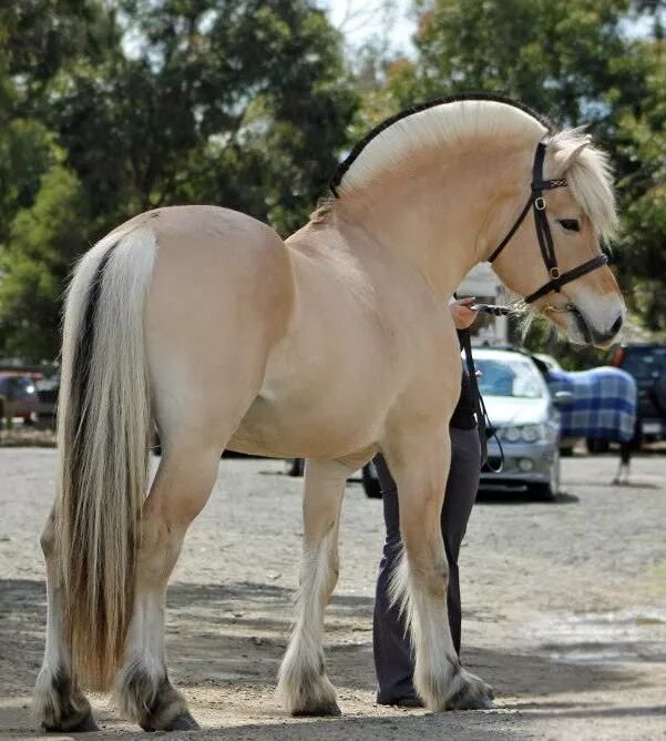 Какие виды лошадей существуют. Лошадь породы хорс. Лошадь породы хорс. Шайр английский тяжеловоз. Размножение лошадей.