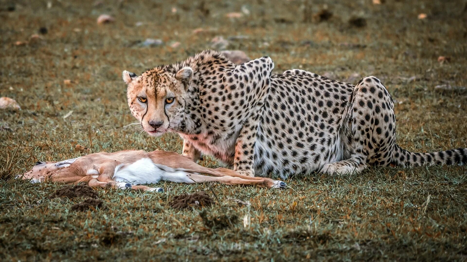 Северо Восточный Африканский гепард. Гепард хищник. Аравийский леопард. Гепард на охоте.