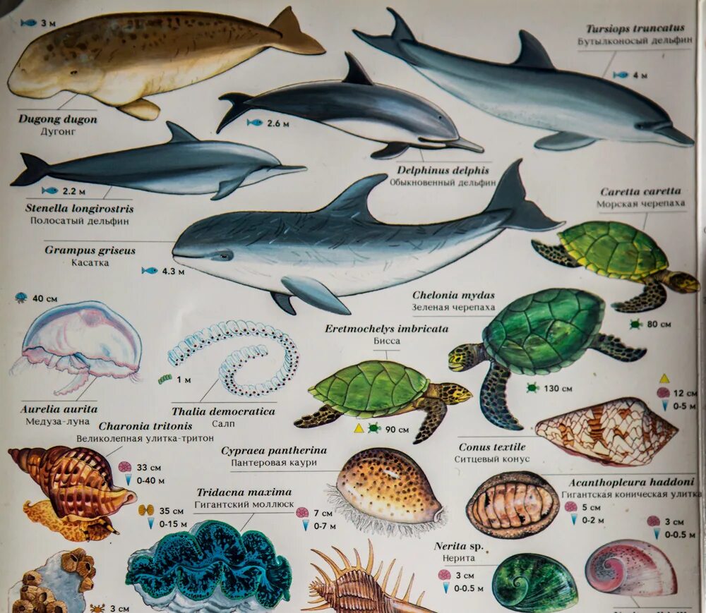 Таблица обитатели красного моря. Морские обитатели названия. Морские рыбы с названиями для детей. Оби атели красного моря.