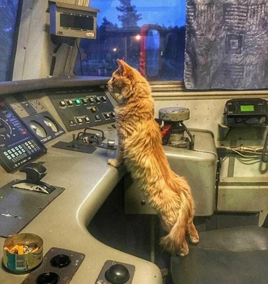 Прикольные картинки поезда. Кот в поезде. Кот в электричке. Кот машинист. Кот в кабине машиниста.