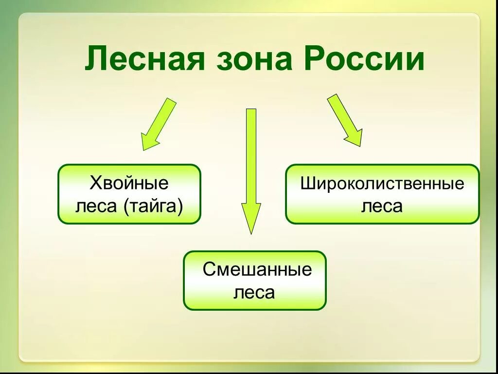 Зона лесов россии 8 класс география