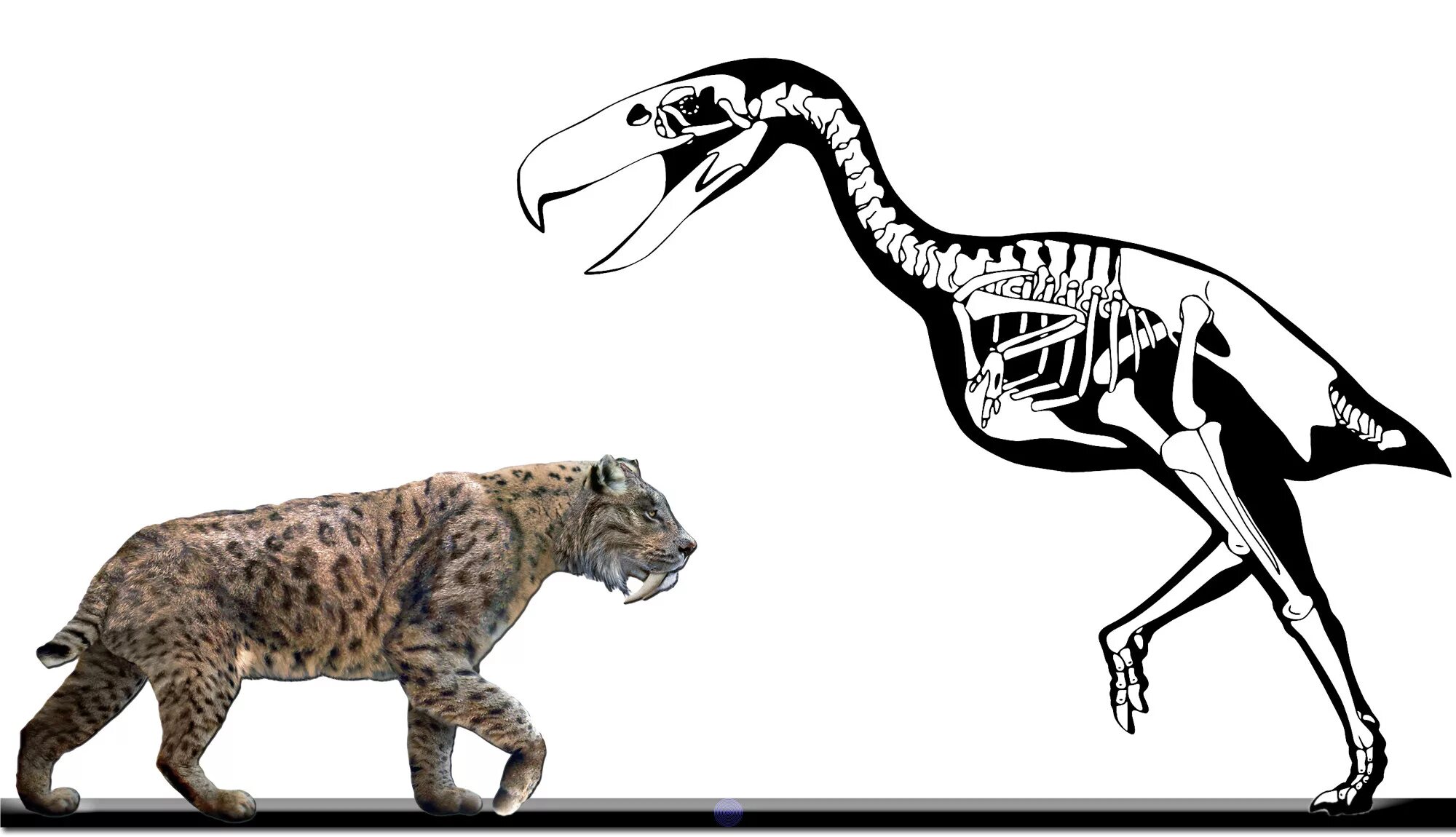 Фороракос и Смилодон. Фороракос скелет. Фороракос Келенкен. Скелет Смилодона. На рисунке изображена реконструкция фороракоса крупной