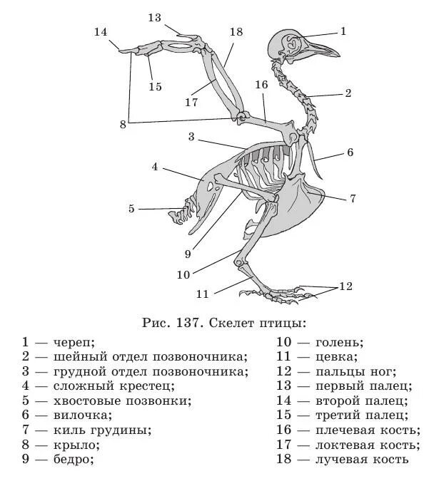 Какие особенности строения скелета птиц не связаны. Строение скелета птицы голубя. Строение скелета сизого голубя. Строение скелета птицы ЕГЭ. Скелетное строение голубя.