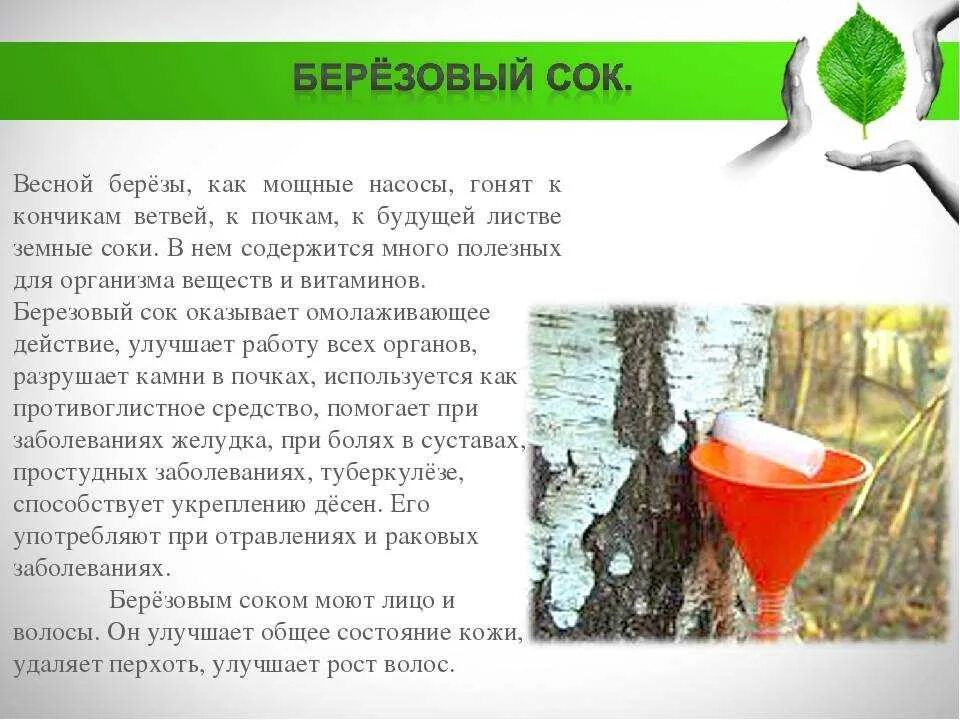 Как правильно пить березовый сок и сколько. Польза березового сока. сообщение о пользе березового сока. доклад о пользе березового сока. чем полезен берёзовый сок сообщение.