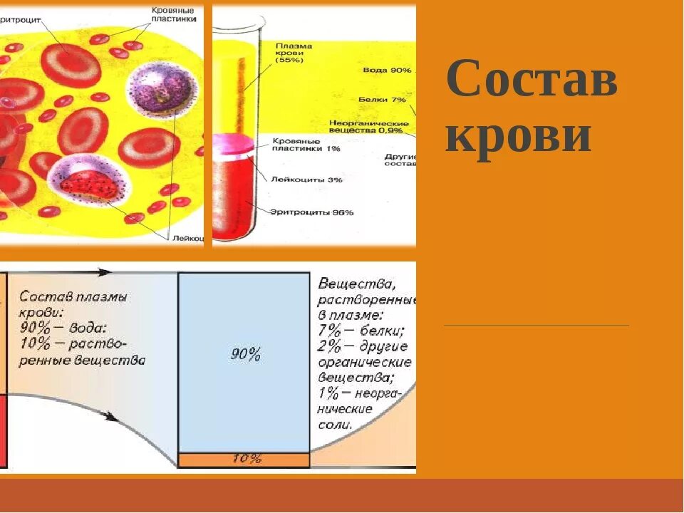 Кровь краткое содержание. Состав крови 8 класс биология. Состав плазмы крови 8 класс биология. Таблица кровь состав крови, функции. Строение крови 8 класс биология.