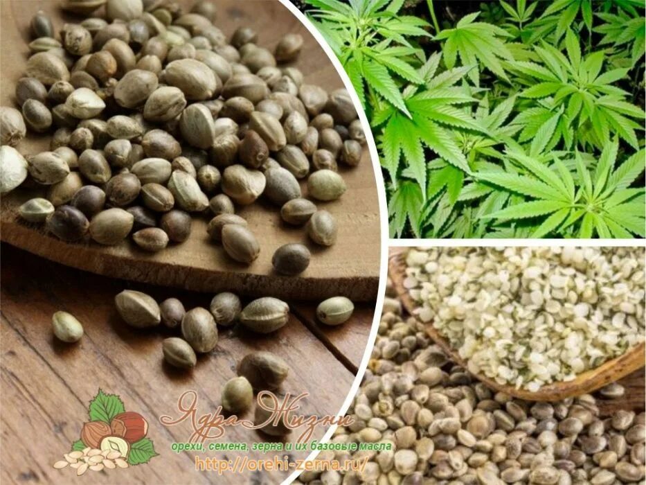 Cannabis Seeds Esteban Lopez Flickr