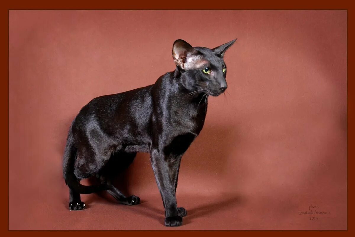 Кот Ориентал эбони. Ориентальная кошка эбони. Чёрный Ориентальная эбони. Ушастый кот порода Ориентал. Окрас кошки породы ориентальная