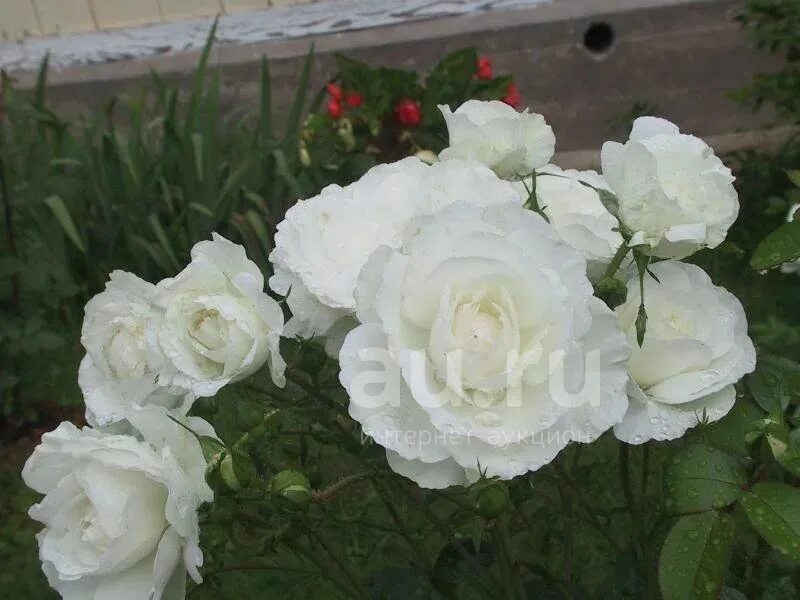 Роза нежная, почти не колючая. Про "Марусю" Крымский сад как хобби Дзен