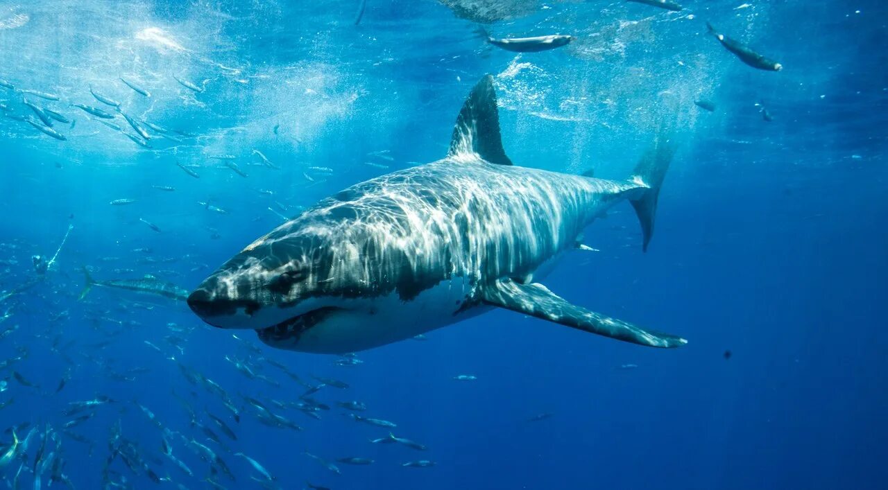 карибская длиннокрылая акула. белая акула. большая белая акула. акула кархародон. живая акула.