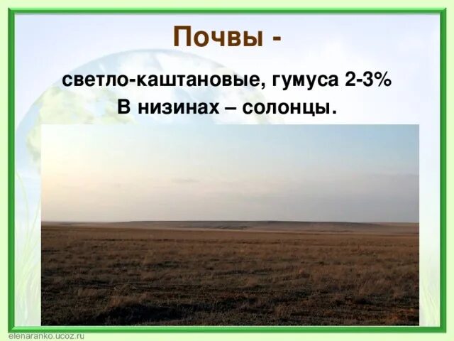 Полупустыни каштановые почвы. Каштановые почвы. Светло каштановые почвы пустыни. Светло каштановые почвы гумус. Светло-каштановые солонцеватые почвы.