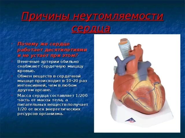 Сердце работает всю жизнь. Причина неутомляемости сердечной мышцы. Причина не утомляемости сердечной мышцы заключается в:. Причина неутомляемости сердечной мышцы состоит в. Почему сердце работает.