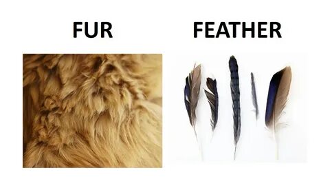 Fur's перевод