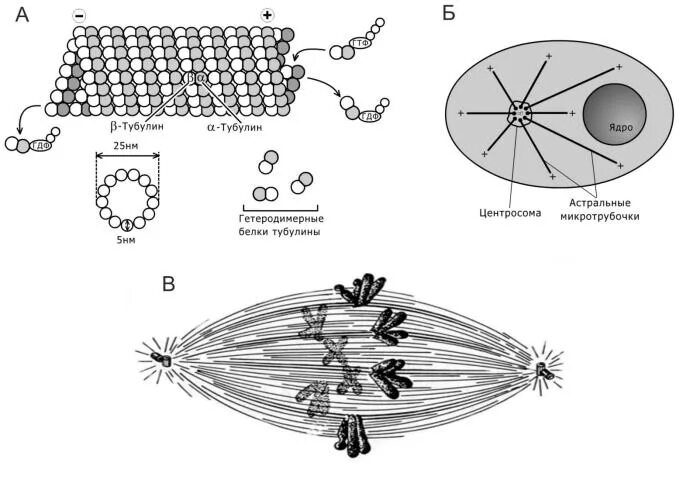 Вещество разрушающее микротрубочки веретена деления. Микротрубочки веретена деления. Тубулин Веретено деления. Микротрубочки веретена деления белки. Организация микротрубочек веретена деления.