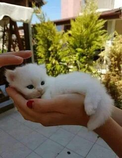 Покажи самые милые картинки котиков