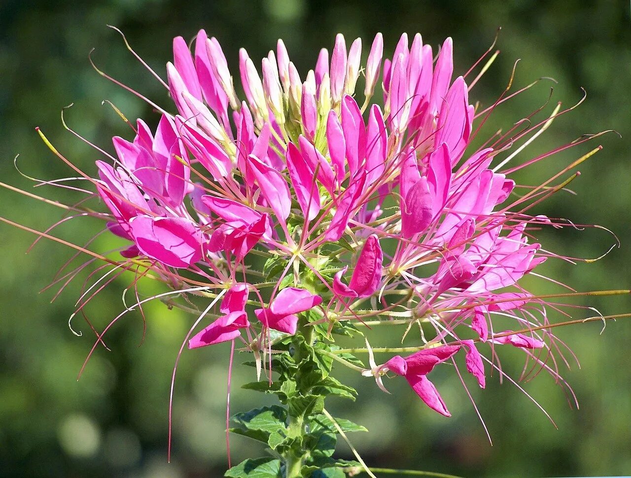 Клеома фото и описание. Клеома фиолетовая Королева. Клеома колючая (Cleome spinosa). Клеома колючая Вишневая. Клеома Вишневая.