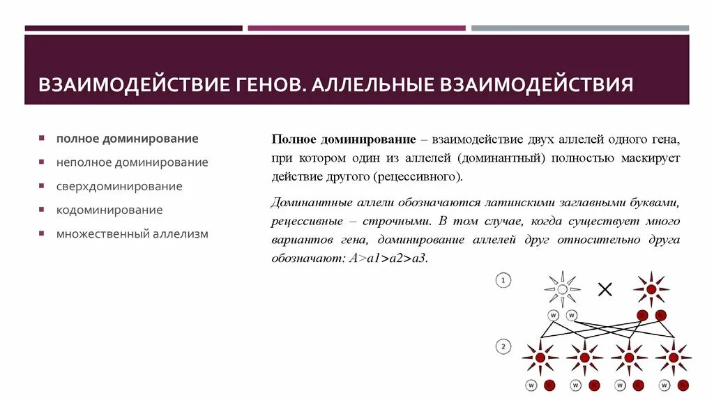 Взаимодействие аллельных генов неполное доминирование. Взаимодействие аллельных генов полное доминирование. Взаимодействие аллельных генов полное доминирование таблица. Взаимодействие аллелей одного Гена. Полное неполное кодоминирование