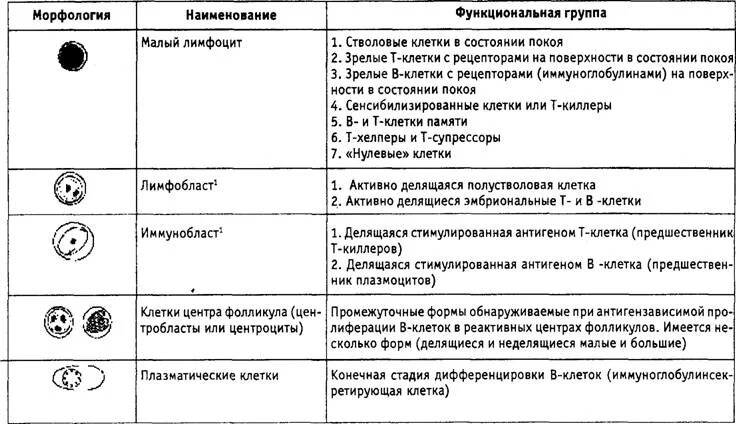 Функции лимфоцитов таблица. Функциональные свойства т-лимфоцитов. Характеристика лимфоцитов таблица. Виды лимфоцитов и их характеристика. Характеристика в лимфоцитов