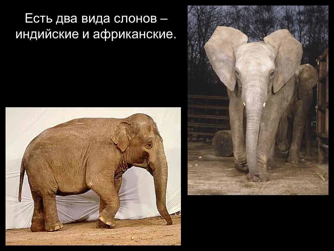 Индийский слон. Африканский и индийский слон. Индийский слон и Африканский слон отличия. Индийские слоны и африканские слоны. Чем отличается индийский слон от африканского 1