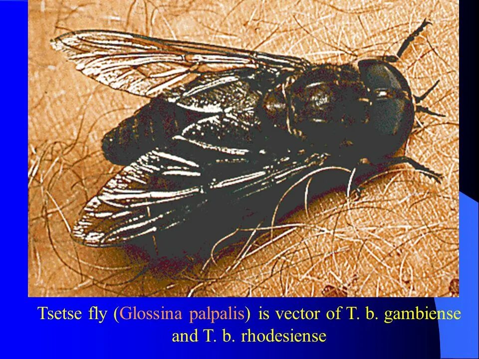 Муха ЦЕЦЕ Glossina Palpalis. Glossina Palpalis переносчик. Муха ЦЕЦЕ паразитология. Африканская Муха ЦЕЦЕ.