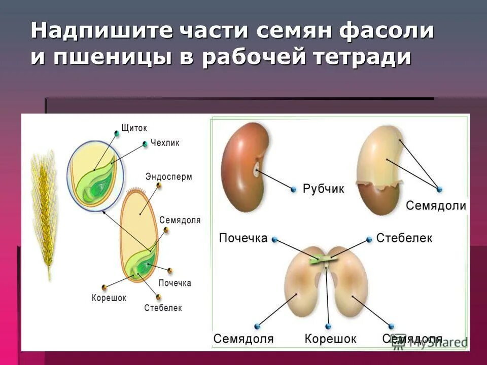 Орган растения семя функции. Семя фасоли состоит из семенной кожуры и. строение семени фасоли и пшеницы. зародыш фасоли. части зародыша семени.