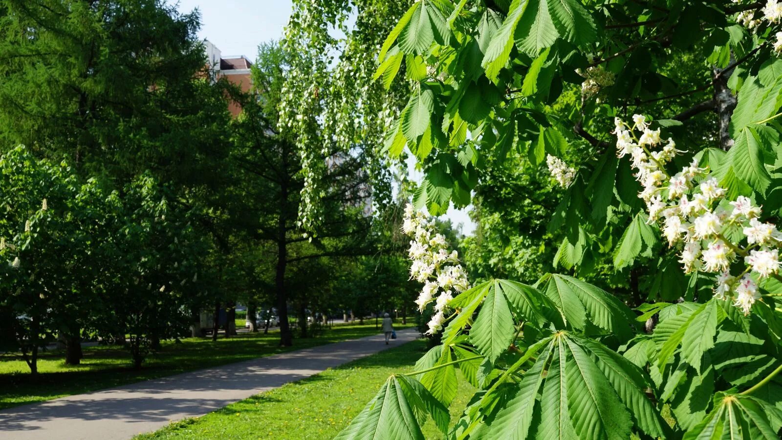 Растения курганинска. Каштан Ставрополь. Конского каштана для медонос. Каштан конский аллея. Каштан парковый.